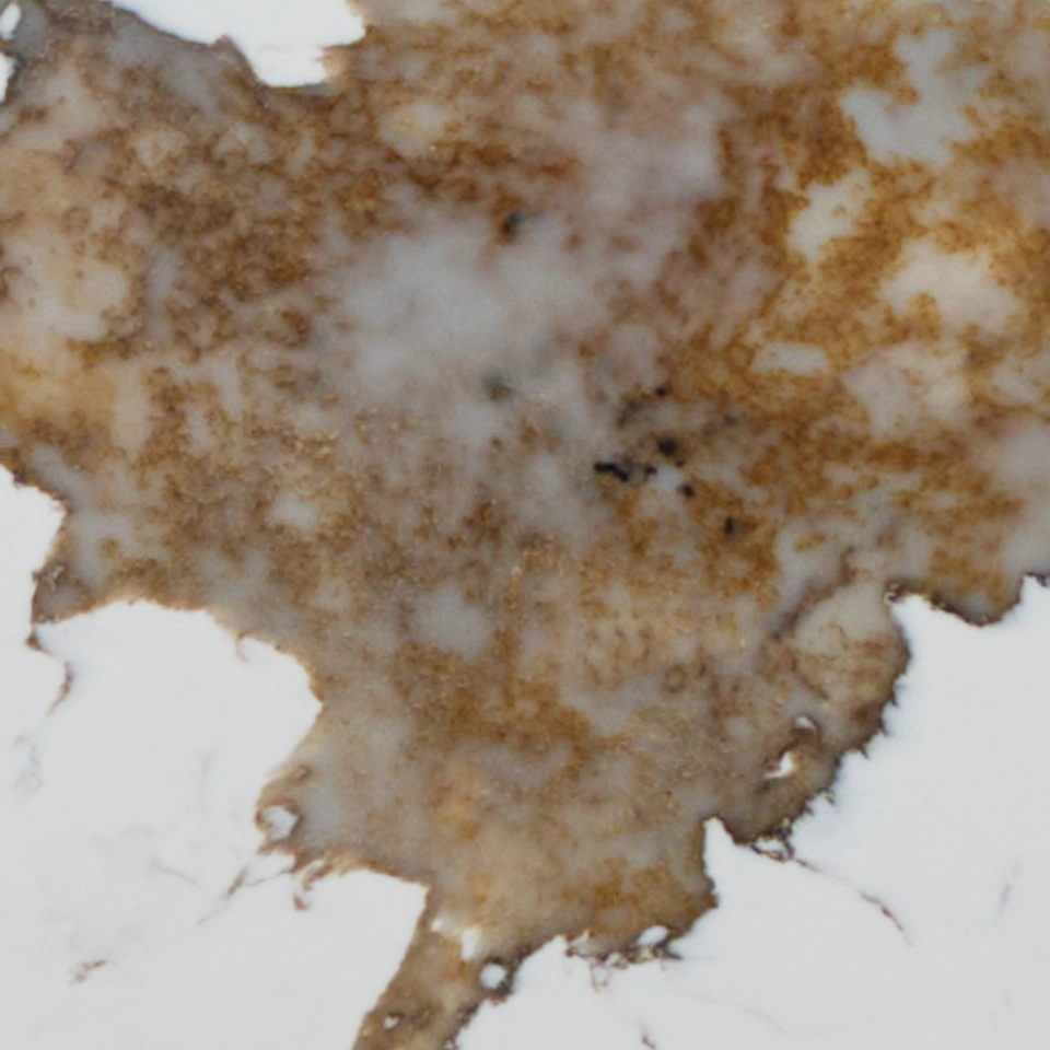 PATAGONIA 312 полированный